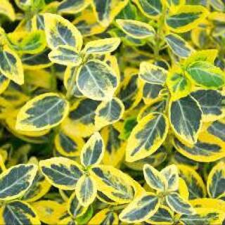 Online Orchards 1 Gal. Goldentipped Wintercreeper Euonymus Shrub Evergreen Emerald Leaves Trimmed with Gold Edges SBEU001