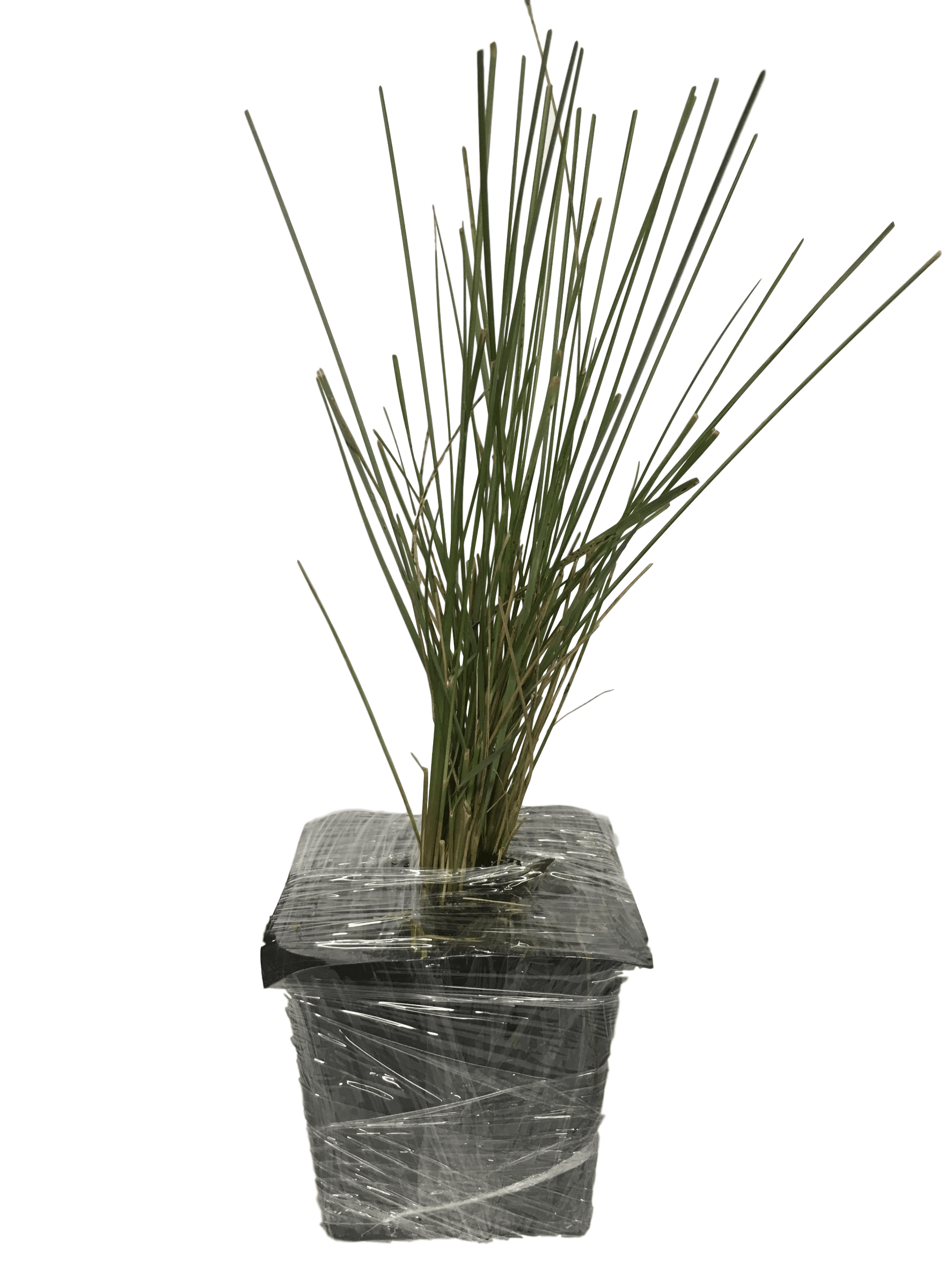 3 Pink Muhly Grass Plants in seperate 4 Inch Containers