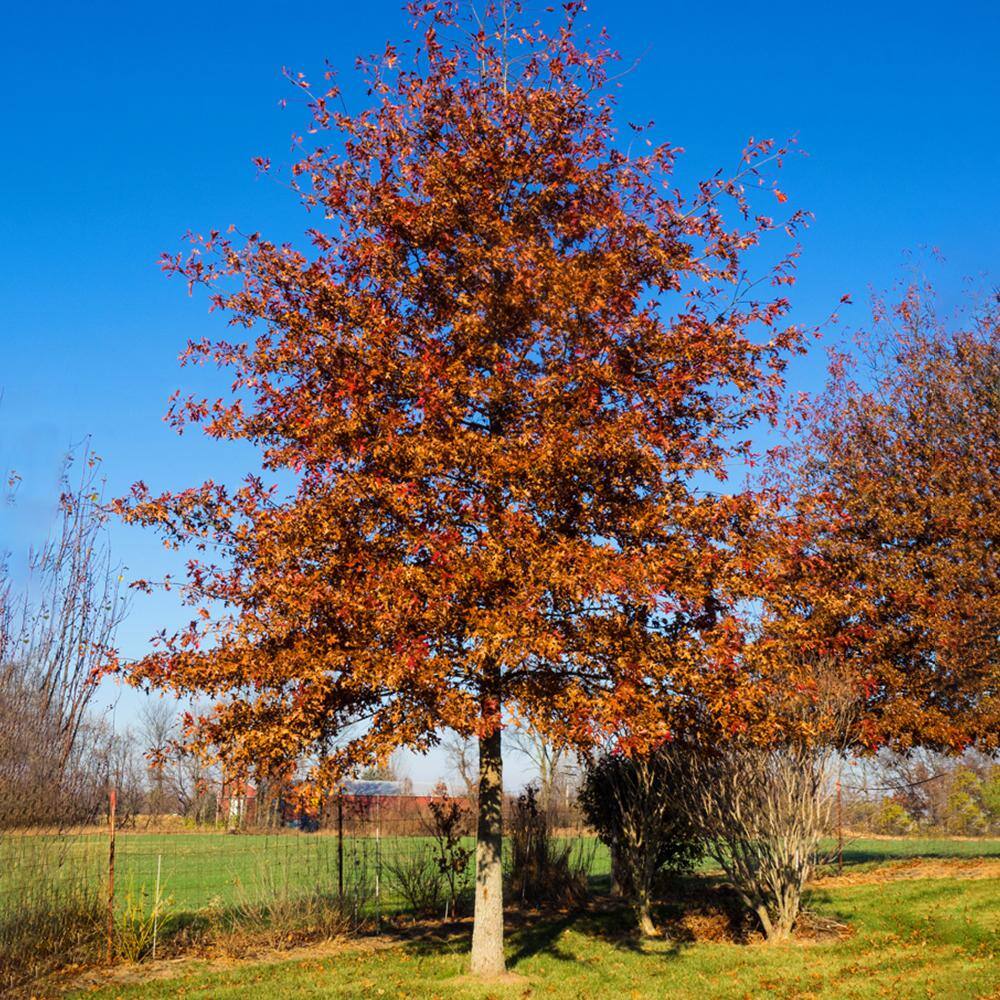 1 Gal. Shumard Oak Shade Tree OAKSHU01G