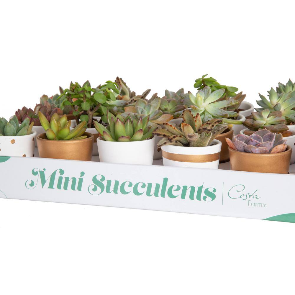 Costa Farms Mini Indoor Succulent Plants in 2 in. Ceramic Pots and Tray Avg. Shipping Height 2 in. Tall (48-Pack) CO.2SUCTRAY48