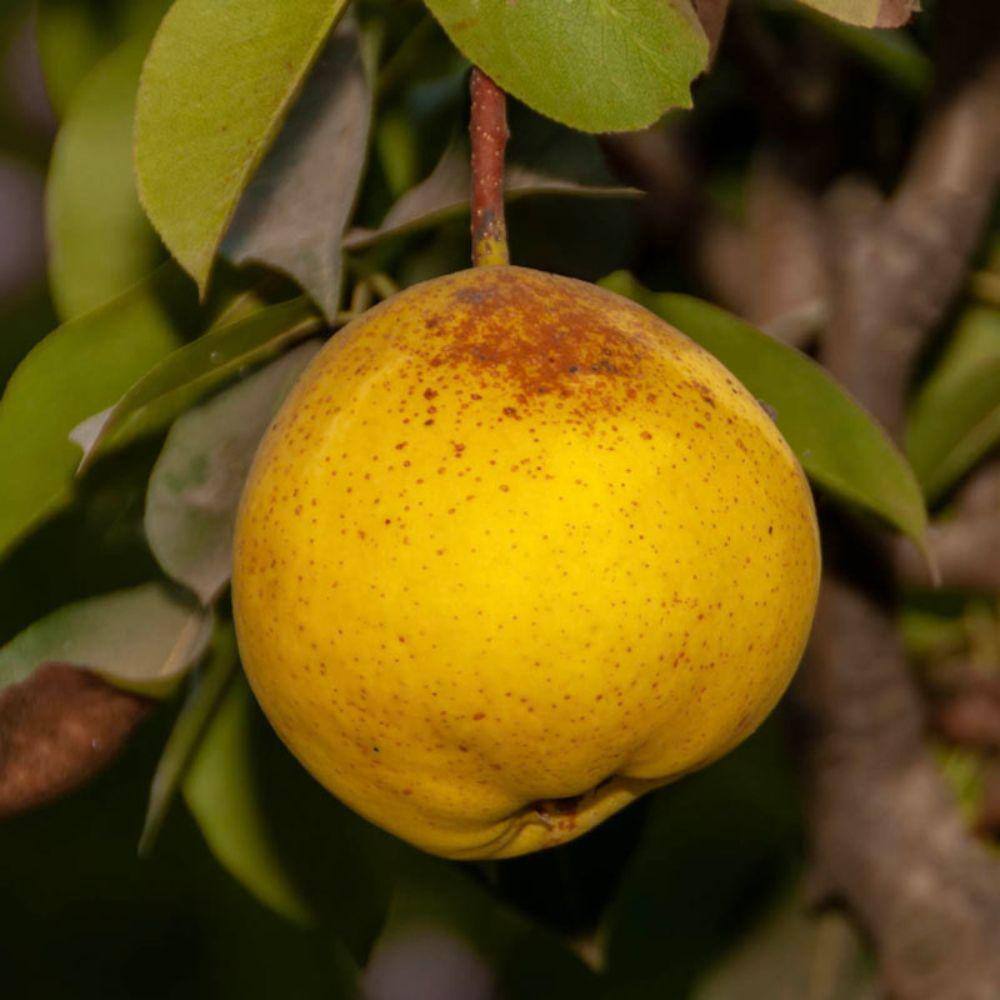 Southern Living 7 Gal. Orient Pear Tree PEAORI07G