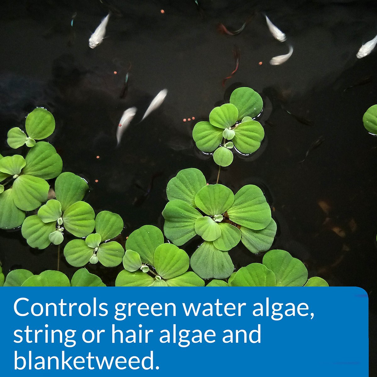 API Pond Algaefix Algae Control Solution， 1-Gallon