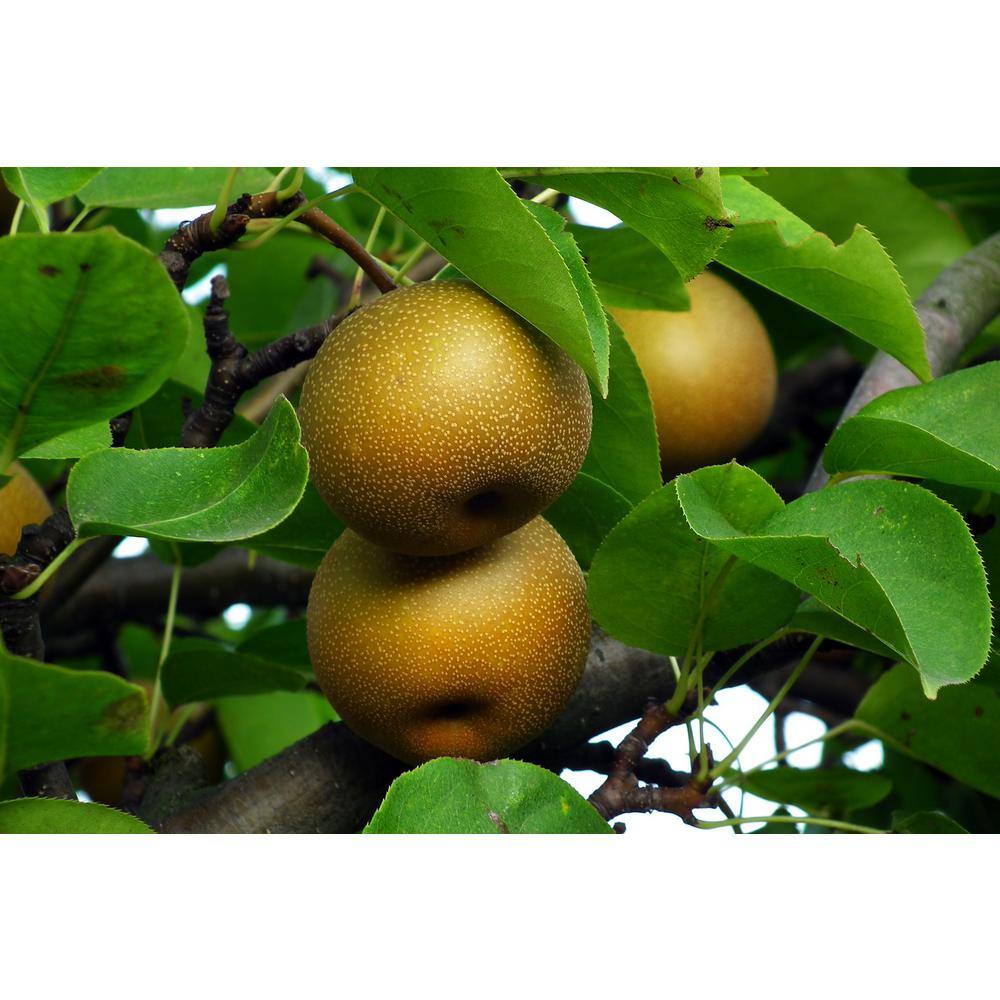 Online Orchards 4-in-1 Asian Pear Jubilee Tree Bare Root CBAS004