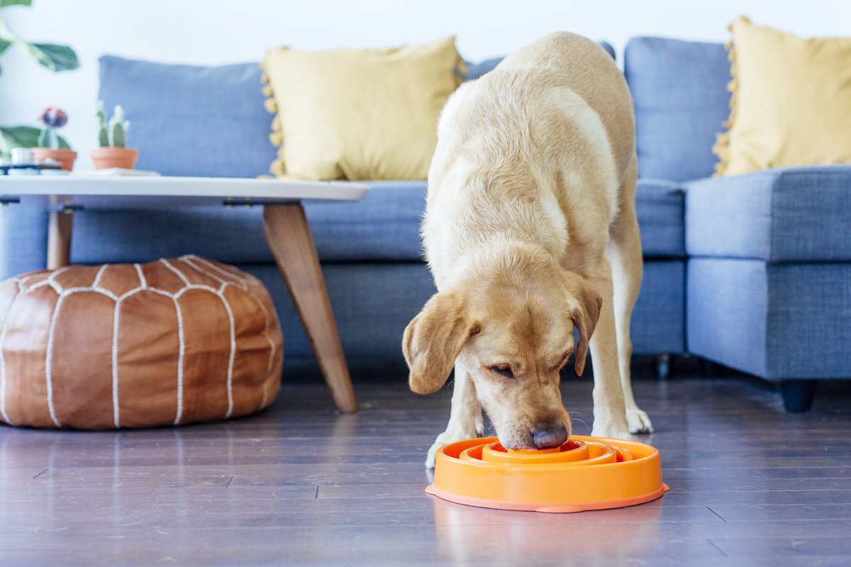 Outward Hound Fun Feeder Interactive Dog Bowl， Orange