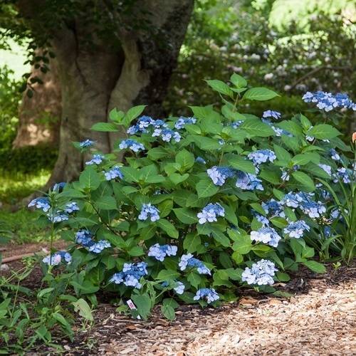 Twist-n-Shout Endless Summer Hydrangea (1 Gallon) Flowering Deciduous Shrub with Deep Pink or Periwinkle Blue Lace-Cap Blooms - Part Sun Live Outdoor Plant