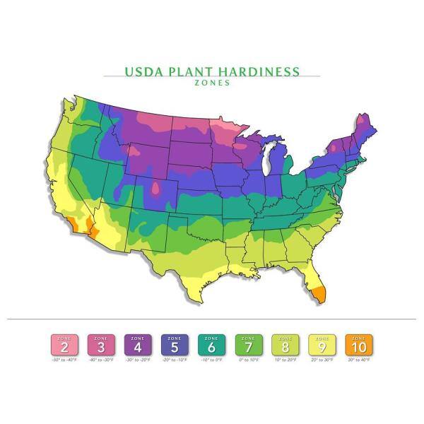 PROVEN WINNERS 3 Gal. Little Lime Punch Panicle Hydrangea (Paniculata) Live Shrub with Green White and Pink Flowers PWHYD3LLP1PK