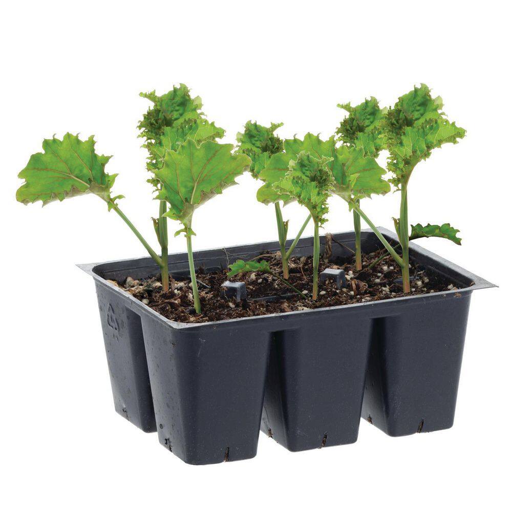 Bonnie Plants 1.19 qt. Curly Kale Live Plant 0090