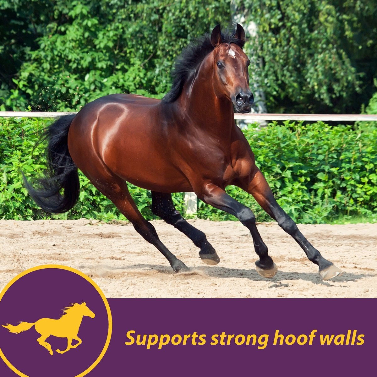 Horse Health Products Vita Biotin Crumbles， Supports Proper Hoof Health in Horses 20 -lbs.， 640 Day Supply