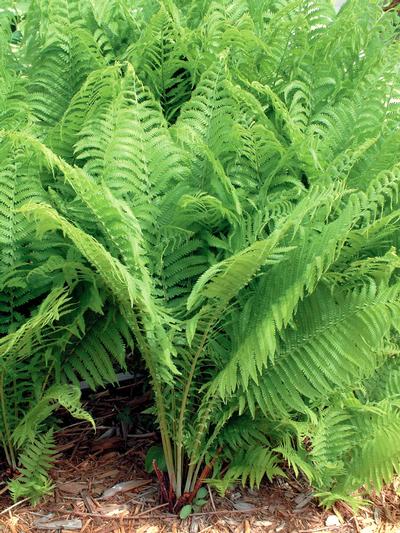 Matteuccia Struthiopteris Ostrich Fern