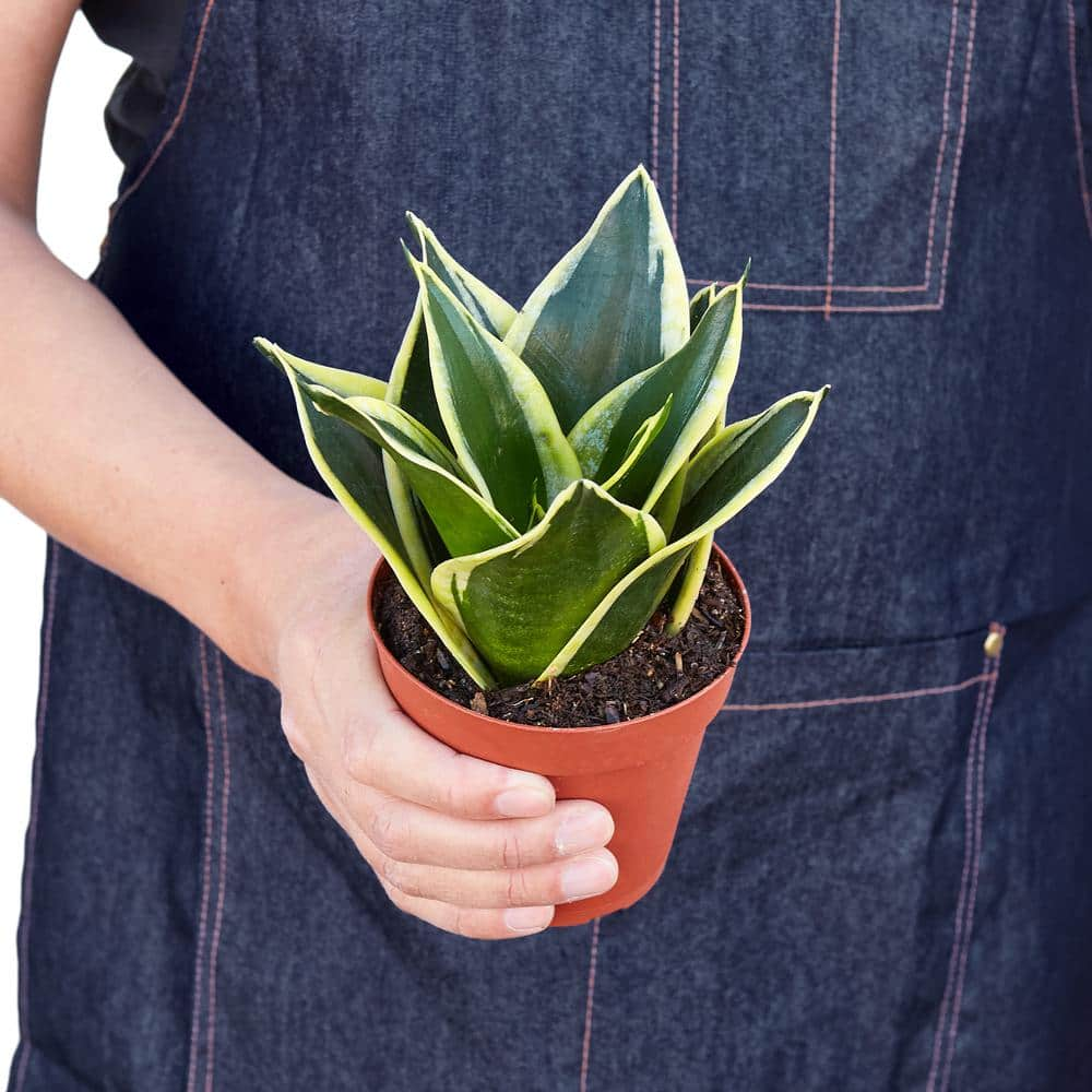 Snake Plant Black Gold (Sansevieria Trifasciata) Plant in 4 in. Grower Pot 4_SNAKE_BLACK.GOLD