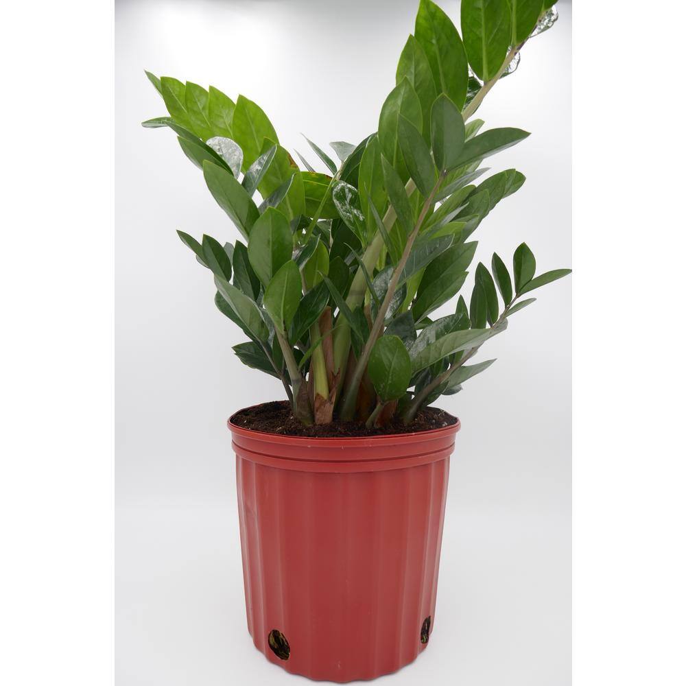 BELL NURSERY 2 Gal. ZZ Plant (Zamioculcas Zamiifolia) Live Indoor House Plant in 10 in. Nursery Pot ZPLAN10GRE1PK