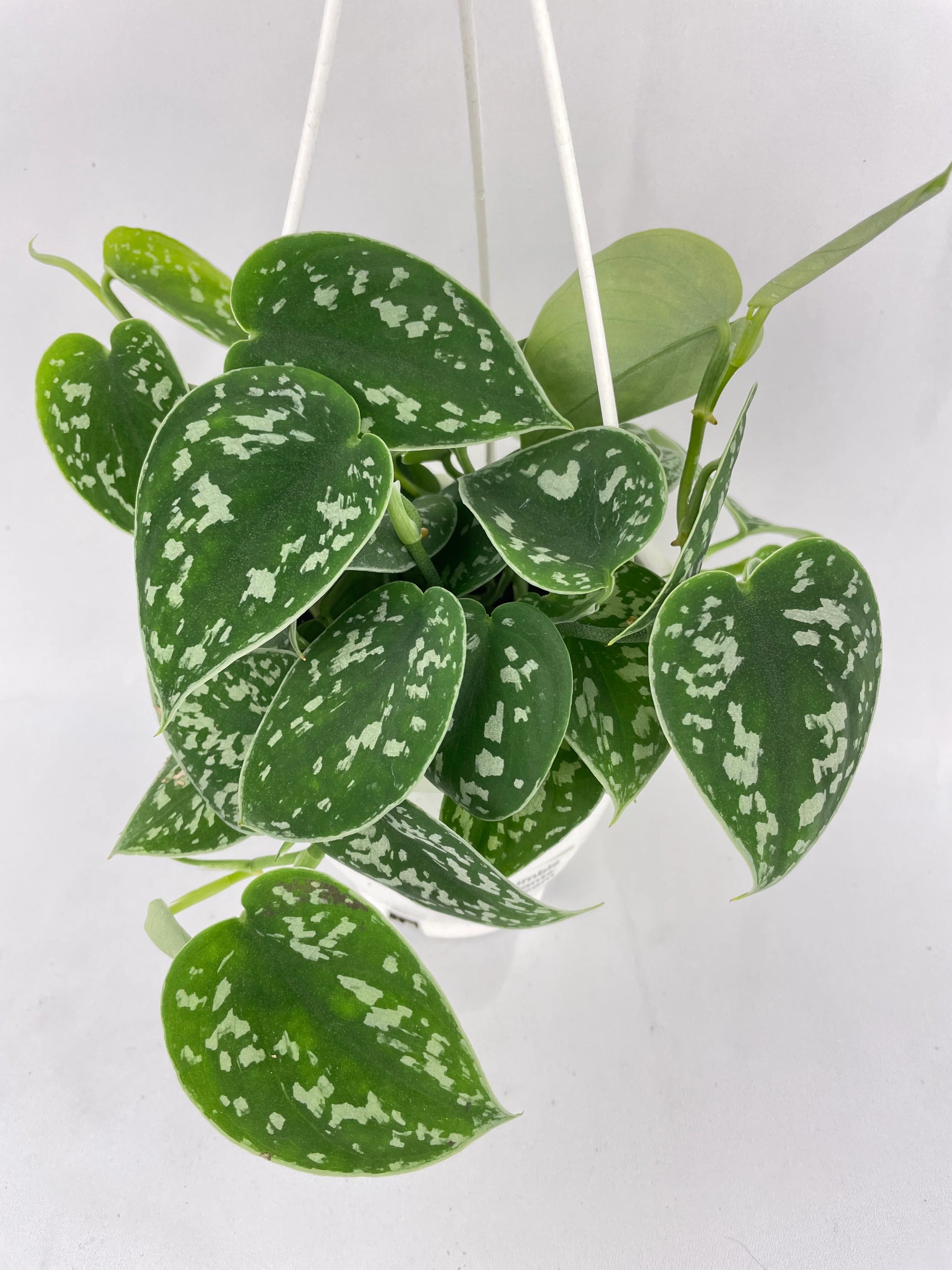 Scindapsus Pictus 'Argyraeus' Satin Pothos