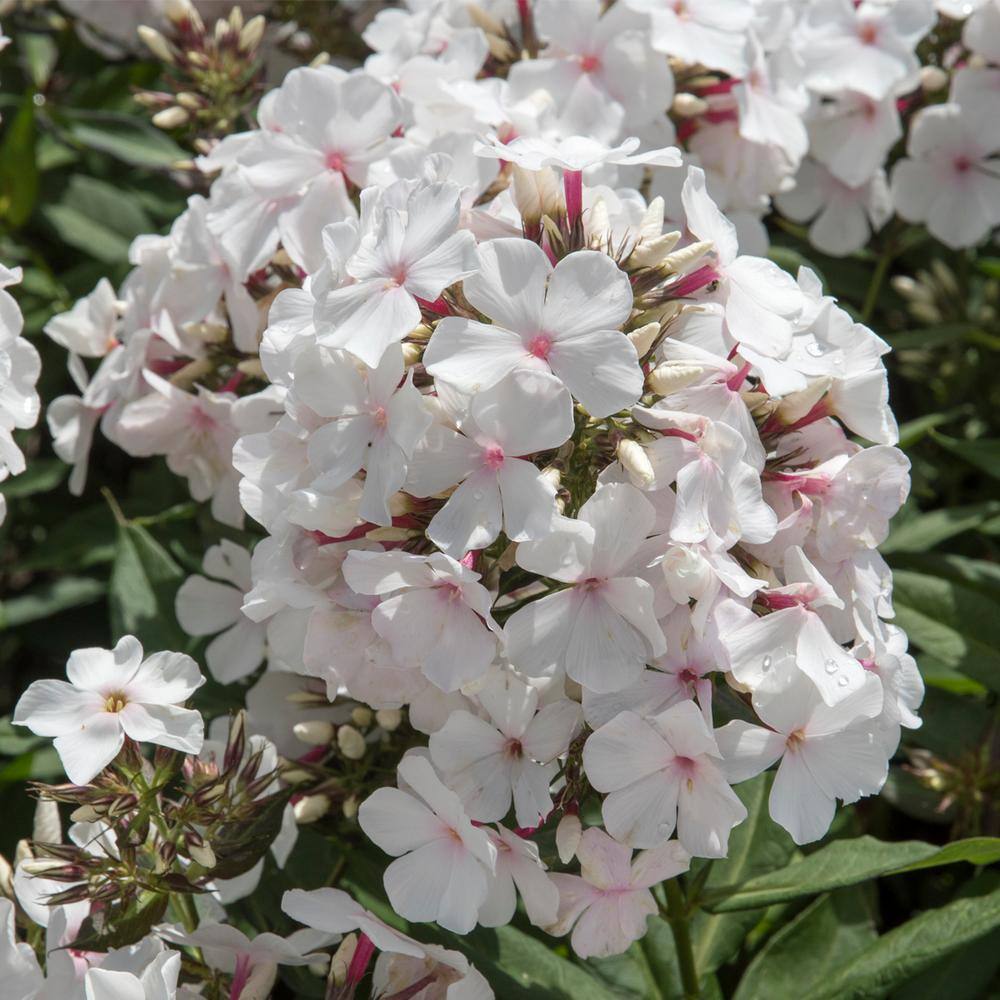 VAN ZYVERDEN Tall Phlox Paniculata Popeye (Set of 5 Roots) 83857