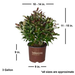 SOUTHERN LIVING 3 Gal. Coppertop Sweet Viburnum Shrub with Olive Green to Dark Red Evergreen Foliage 56863