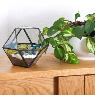 Creations by Nathalie Black Geometric Glass Terrarium Kit with Live Succulent BLK-GEOOG-WSUC