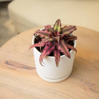 SMART PLANET 9 cm Cryptanthus Bivittatus Red 0872358