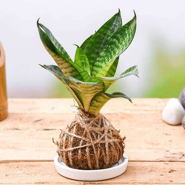 Air Purifier Snake Plant Kokedama with Ceramic Plate