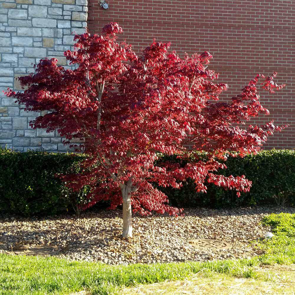 Brighter Blooms 2 Gal. Bloodgood Japanese Maple Tree MAP-JAP-23-2
