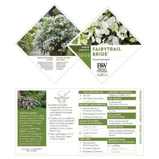 PROVEN WINNERS 2 Gal. Fairytrail Bride Hydrangea Shrub with White Blooms 17517