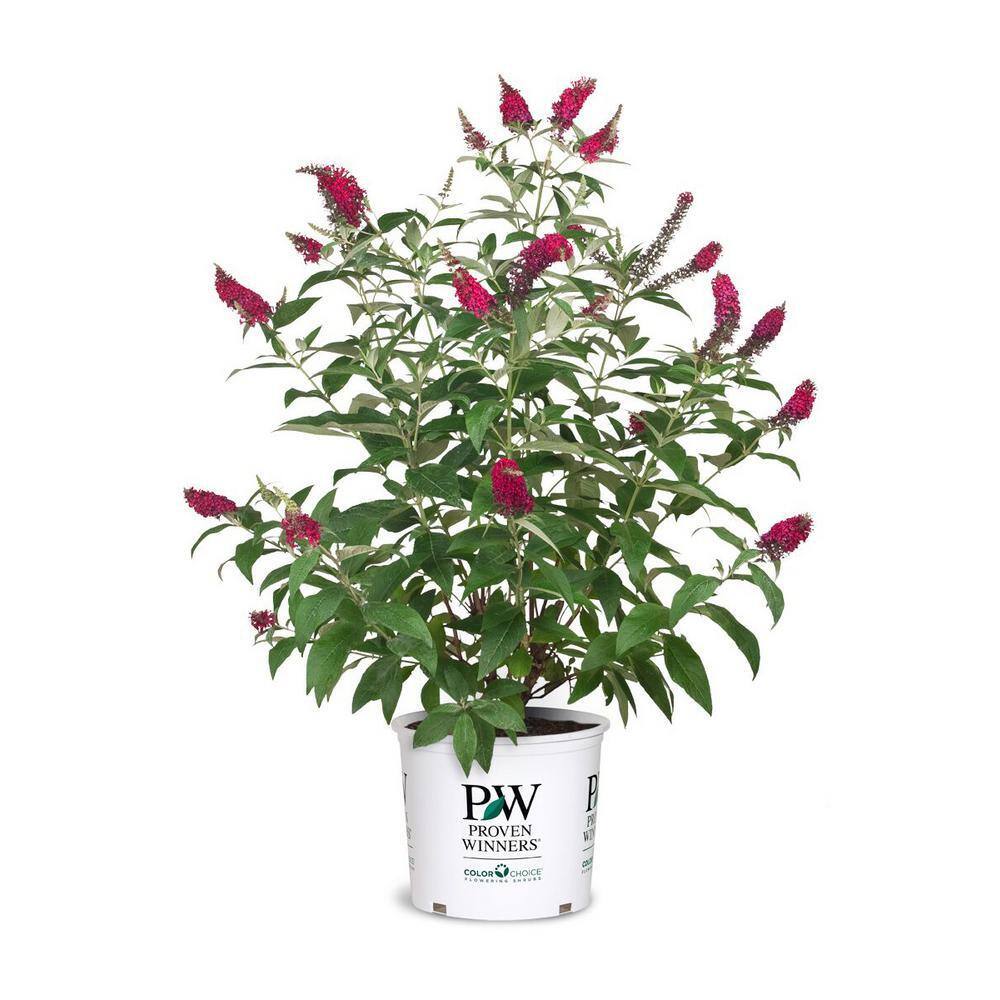 PROVEN WINNERS Proven Winner 2 Gal. Buddleia Miss Molly Plant 14709