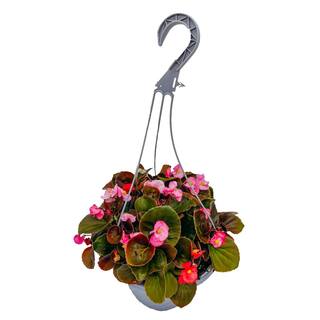 Vigoro 10 in. Begonia Plant in Hanging Basket 37991