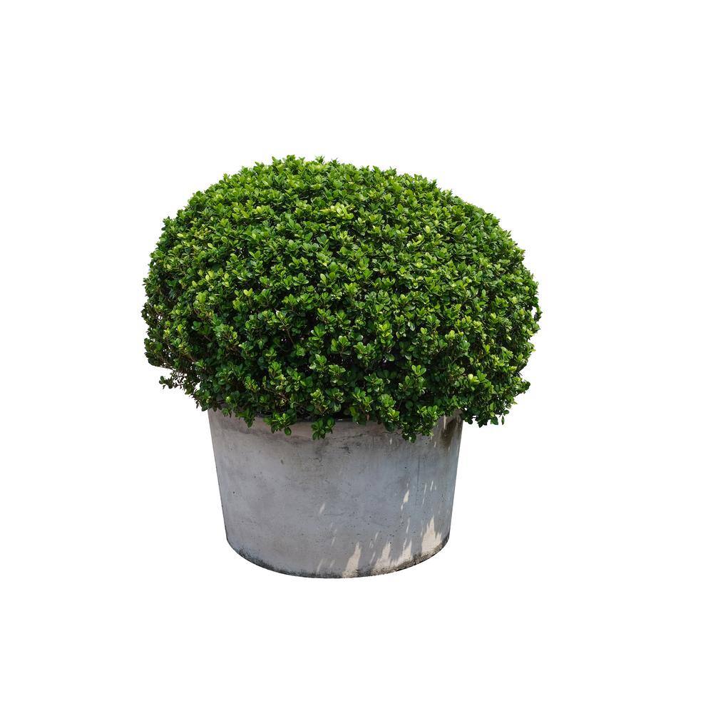 Online Orchards 1 Gal. Green Mountain Boxwood Shrub (2-Pack) EGBX004