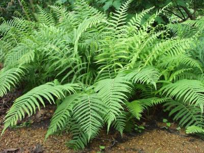 Classy Groundcovers - Collection #1 of Native Plants for Sun: 10 Trumpet Creeper， 25 Goldenstar， Green and Gold， 25 Coreopsis 'Nana'， 25 Southern Shield Fern， 25 Phlox 'Blue Emerald'