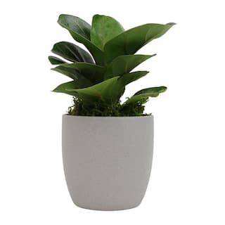 ALTMAN PLANTS Fiddle Leaf Fig Tree (Ficus lyrata) Live House Plant with 4.25 in. Decorative Ceramic Pot 0873083