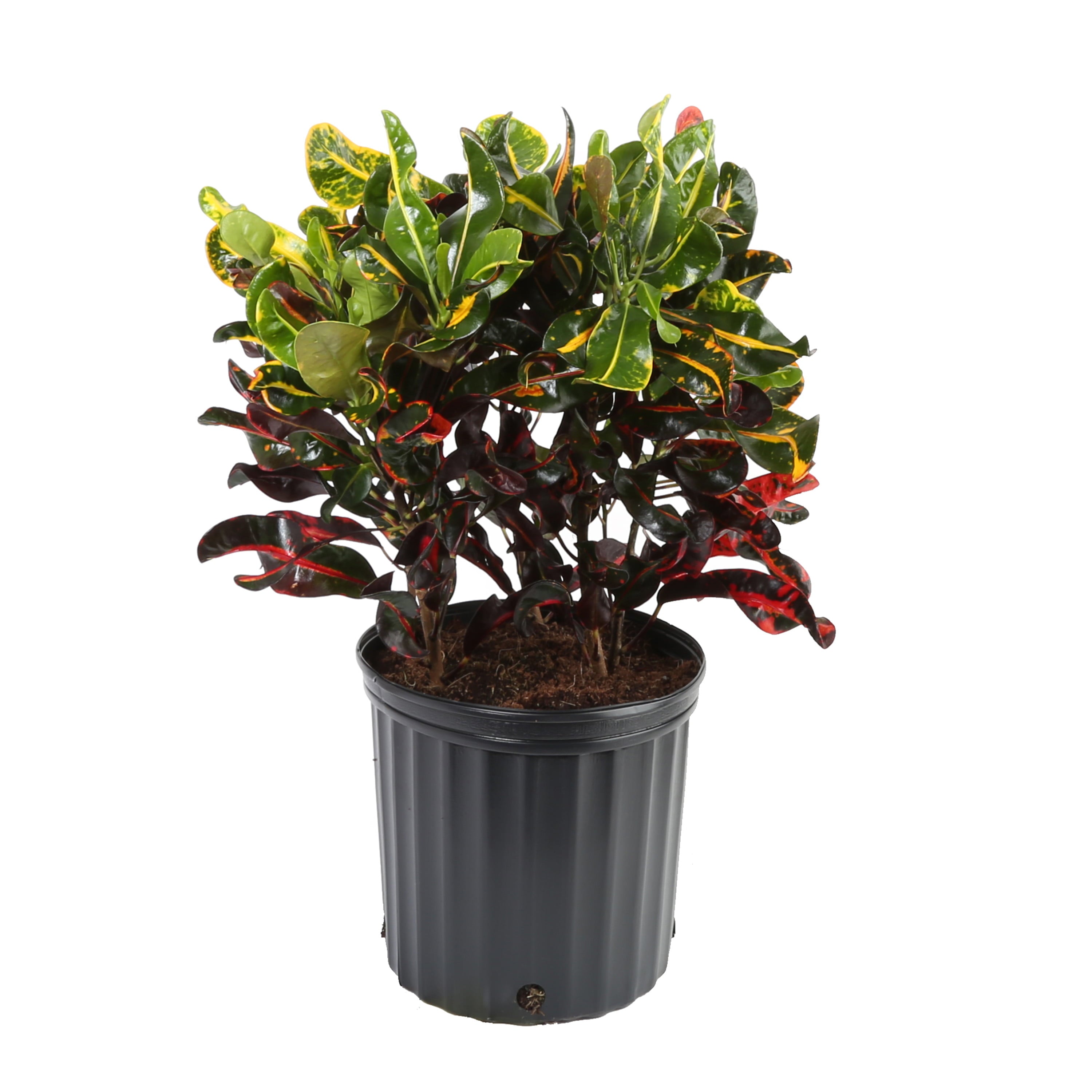 Costa Farms  Live Indoor 30in. Tall Multi-color Croton Mammy; Bright， Direct Sunlight Plant in 10in. Grower Pot