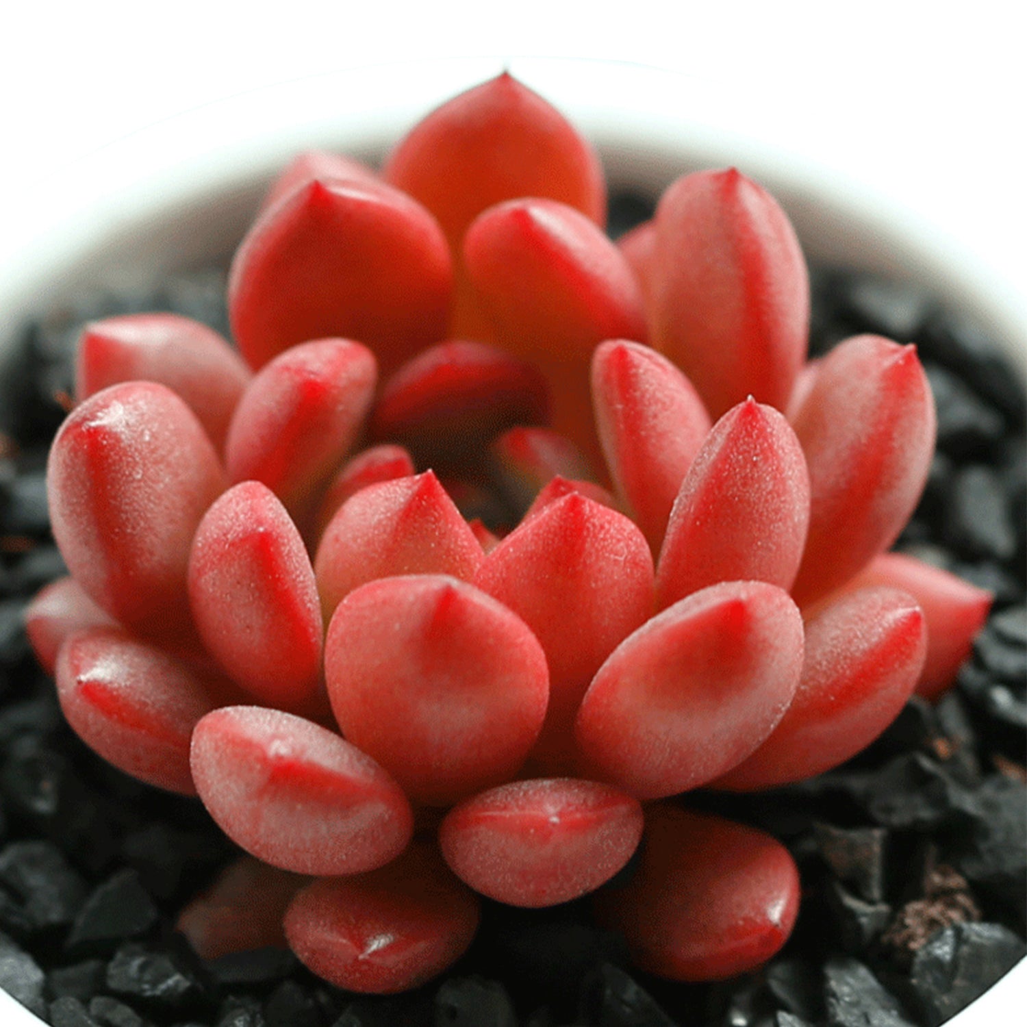 Succulent Sedeveria Pink Ruby， Fully Rooted in 2