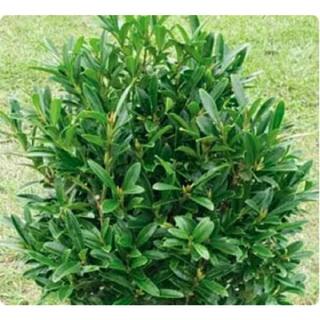 SOUTHERN LIVING 3 Gal. Lucky Charm Boxwood (Buxus microphylla) Live Evergreen Shrub with Dark Green Foliage (1-Pack) BUXUS3HLC1PK