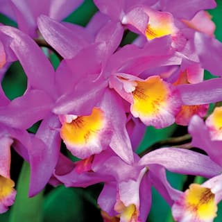 4 in. Multi-Colored Cattleya Packaged 20500