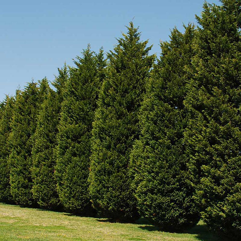 2.25 Gal. Leyland Cypress Evergreen Tree with Green Foliage (2-Pack) 15678