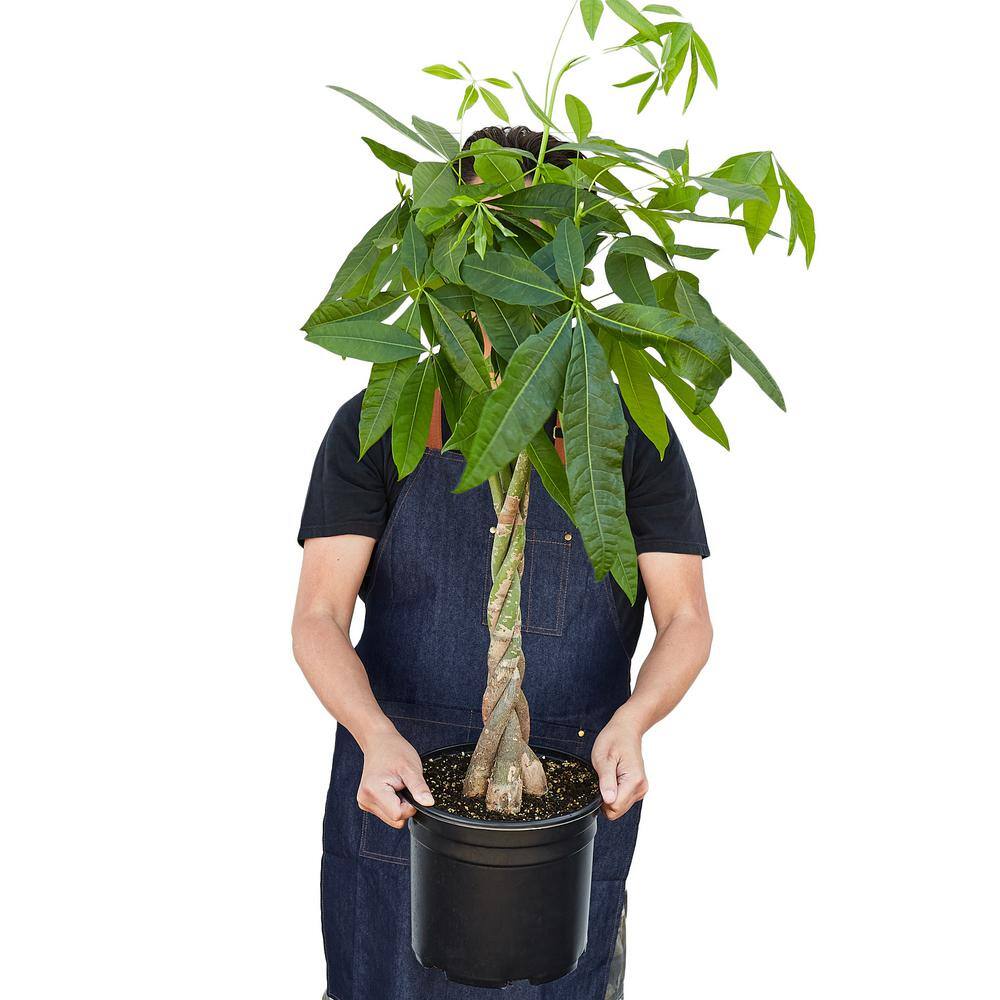 Money Tree Guiana Chestnut Pachira Braid Plant in 10 in. Grower Pot 10_PACHIRA_BRAID