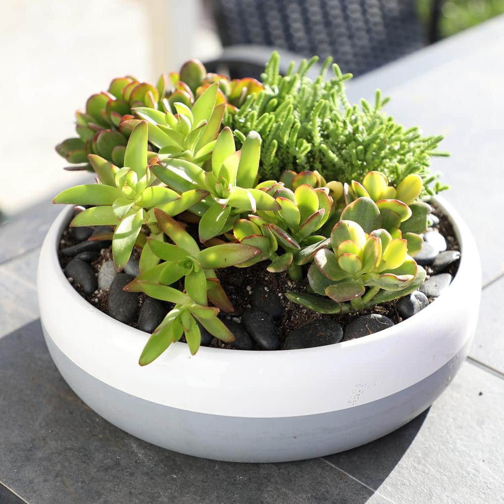 SMART PLANET 1 qt. Crassula Assorted Succulents (4-Pack) 0872632