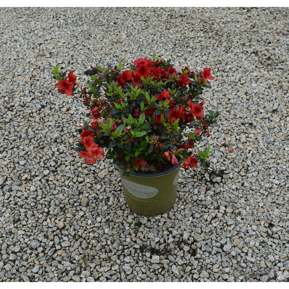 Vigoro 2 Gal. Echo Rojo Azalea Shrub with Dark Red Reblooming Flowers 10351