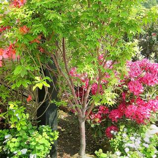 #1 Windmill Palm (2-Pack) THD00097