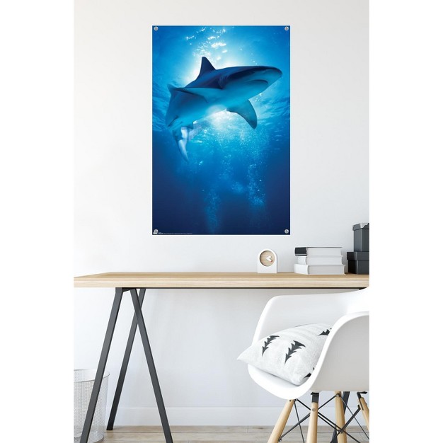 Trends International Shark Depths Unframed Wall Poster Prints