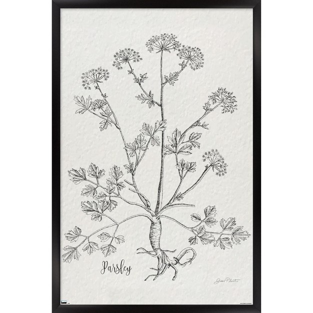 Trends International Jean Plout Botanical Studies On Paper Parsley Framed Wall Poster Prints