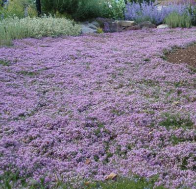 Classy Groundcovers - Thymus serpyllum 'Pink Chintz' T. praecox 'Pink Chintz'， T. praecox ssp. articus 'Pink Chintz' {25 Pots - 3 1/2 inch Square}