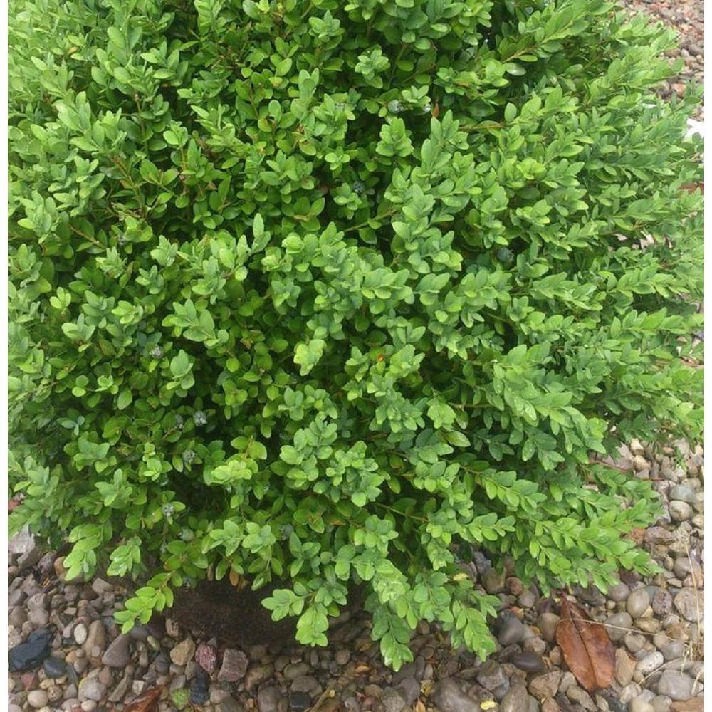 BELL NURSERY 3 Gal Green Mountain Boxwood (Buxus) Live Evergreen Shrub BUXUS3GMT1PK