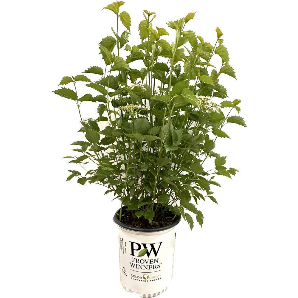 PROVEN WINNERS 2 Gal. Blue Muffin Viburnum Live Shrub with White Spring Flowers and Blue Fall Berries 89782W