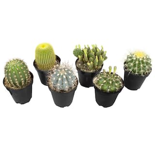 SMART PLANET 9 cm Assorted Cactus Plant Collection (6-Pack) 0883219