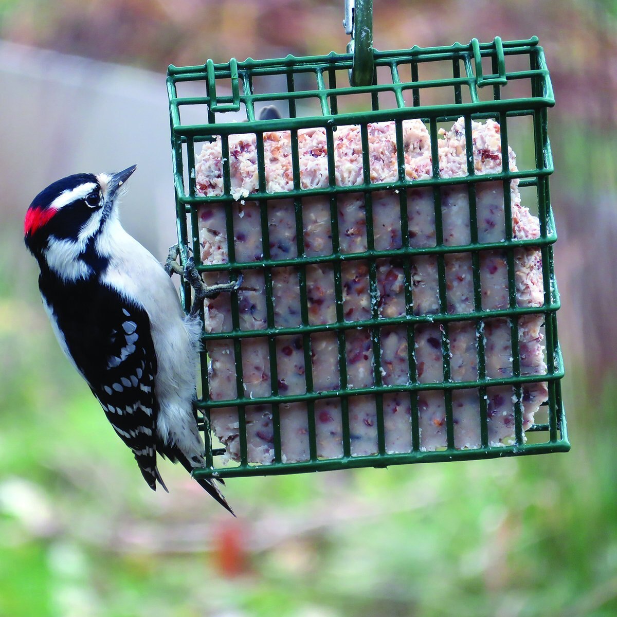 CandS Berry Treat Suet Wild Bird Food