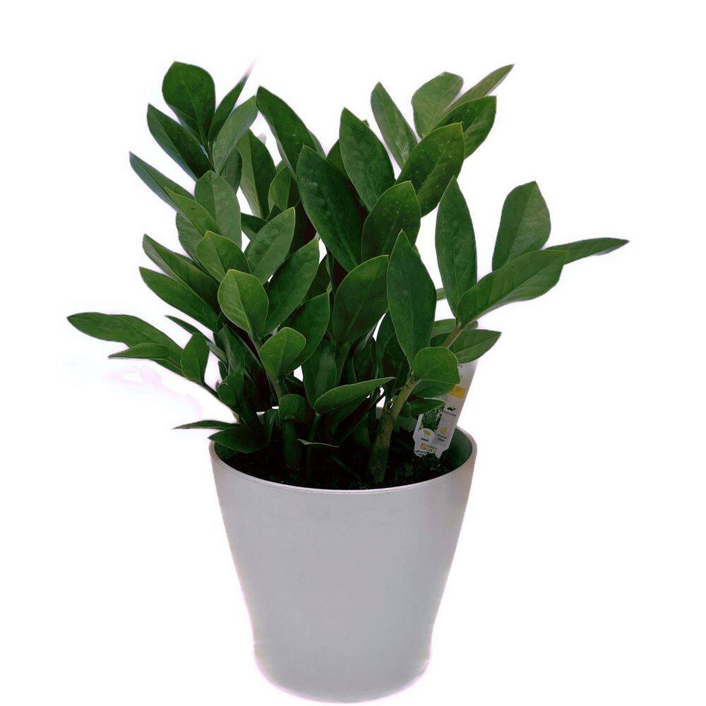 EVERBLOOM GROWERS INC. 6 in. ZZ Plant in Deco Pot 6ZANZ