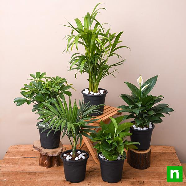 Air purifier plants packs