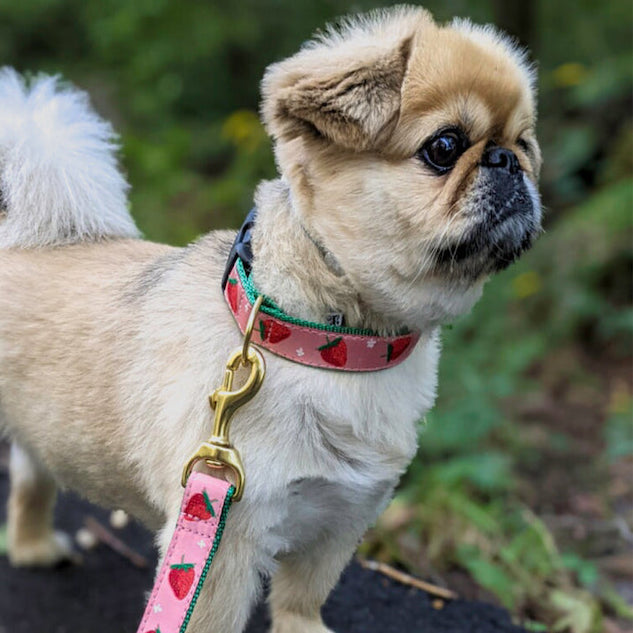 Collar | Strawberry Fields