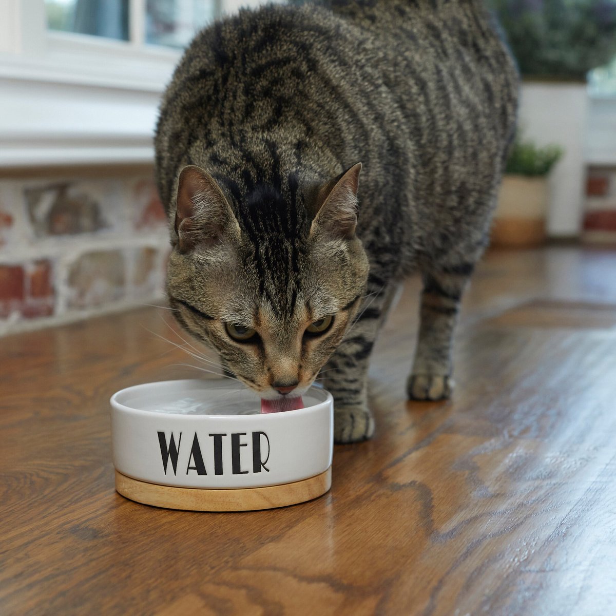 Frisco Ceramic Water Dog and Cat Bowl with Wood Base