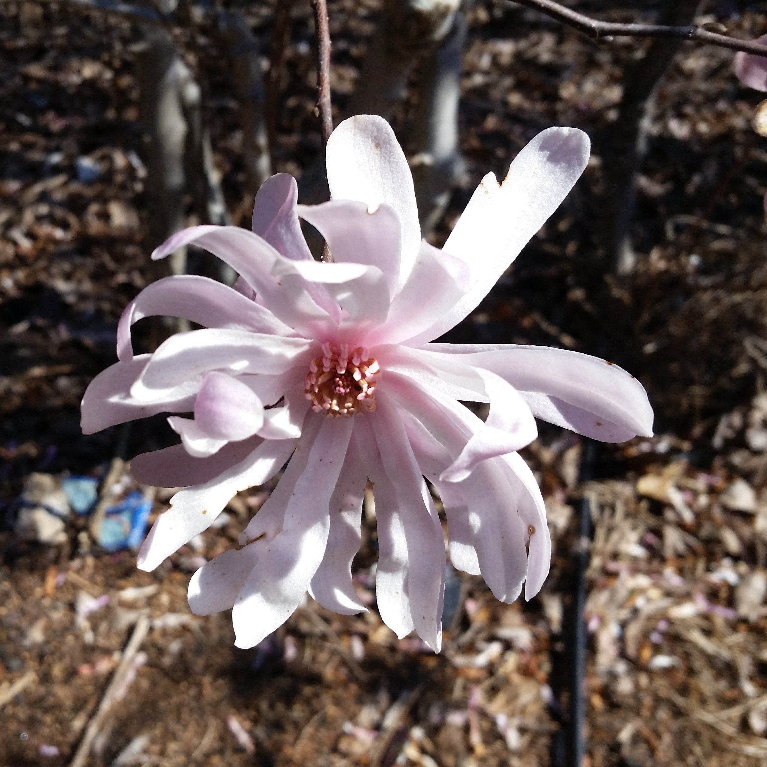 Waterlily Magnolia Tree