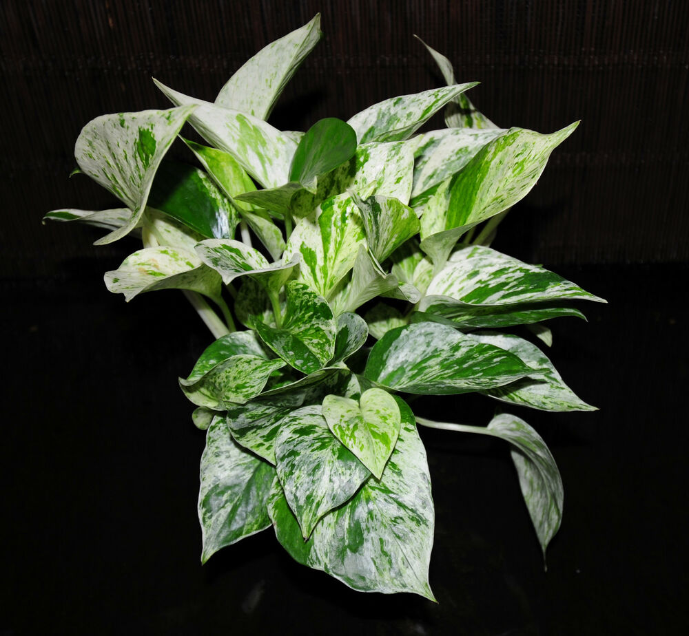 Marble Queen Devil's Ivy - Pothos - 4